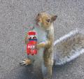 Squirrel's Avatar